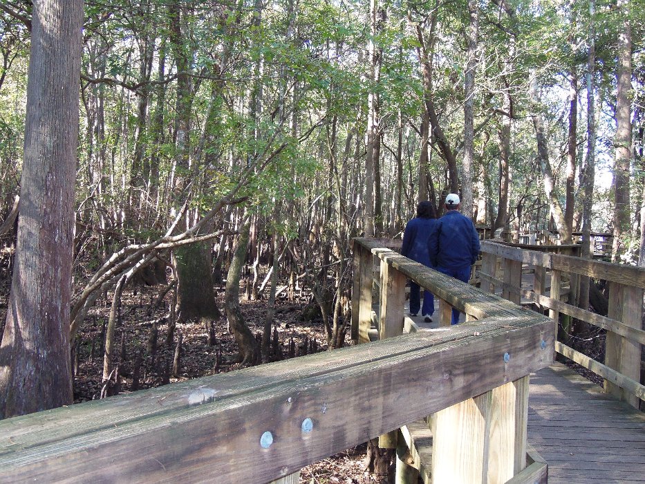 010-boardwalk to Suwannee River.jpg